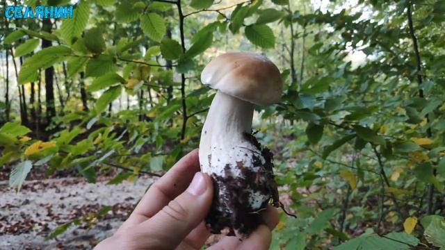 Жовтневі Білі Гриби.Я повернувся.Гриби про які ми мріємо смотреть онлайн