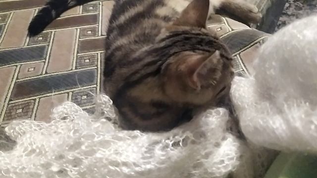 Персей обожает пуховые платки! Напоминают маму-кошку. смотреть онлайн