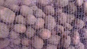 Картофель Ароза