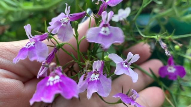 КАК ВЫБРАТЬ СОРТ ЛОБЕЛИИ, КАКАЯ ЛОБЕЛИЯ САМАЯ КРАСИВАЯ? смотреть онлайн