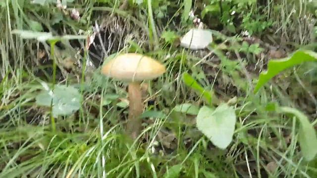 За грибами в горный лес. Июль, 2019 смотреть онлайн