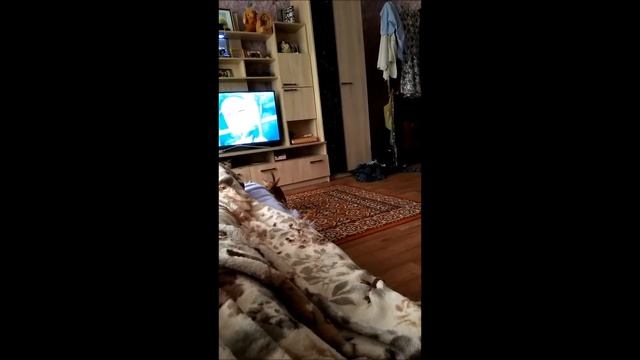 той терьер бегает за хвостом смотреть онлайн