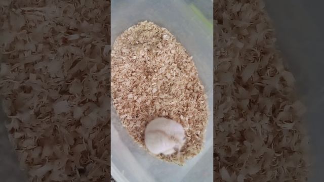 Красивый хомячок Мандариновый Мерль(мрамор). смотреть онлайн