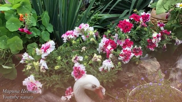 Фриллитуния - гибрид петунии .. смотреть онлайн