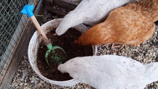 Цыплята - вот что получилось! Папа - чешский золотистый. Моя селекция. смотреть онлайн