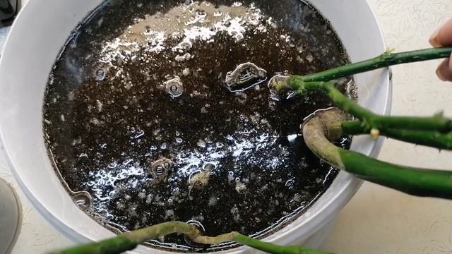 СВЕТОФОР саженцы РОЗ по 154 рубля. ?? 25 марта 2023 смотреть онлайн