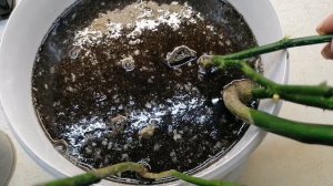 СВЕТОФОР саженцы РОЗ по 154 рубля. ?? 25 марта 2023