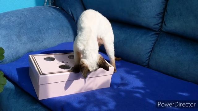 Самодельная игрушка из коробки для кошки Рэсси. Homemade toy out of the box for the cat. смотреть онлайн