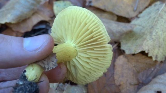 Рядовка серно-жёлтая (Tricholoma sulphureum) смотреть онлайн