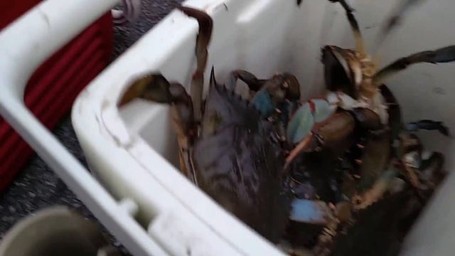 Kicking and screaming crabs!!! The pre game смотреть онлайн