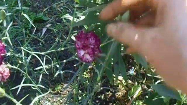 Гвоздика Шабо. Удаляем лишние бутоны. смотреть онлайн