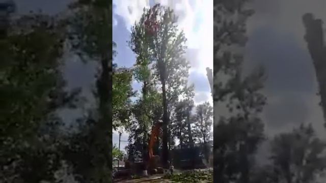 удалить дерево Брянск смотреть онлайн