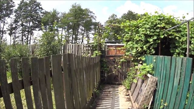 вьетнамские свиньи выгул( территория для выгула) Подворье TV смотреть онлайн