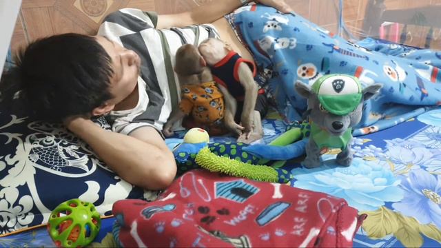 The Secret Bar Hidden Camera Implementation Of Monkey Baby Sleep Sam Asher And Khai!