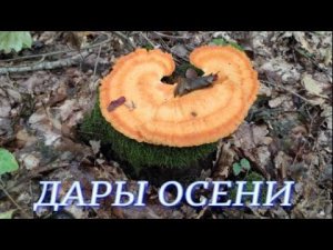 №360/ ВОСПОМИНАНИЕ. Съедобные древесные грибы (Печёночница, Трутовик серно-жёлтый)