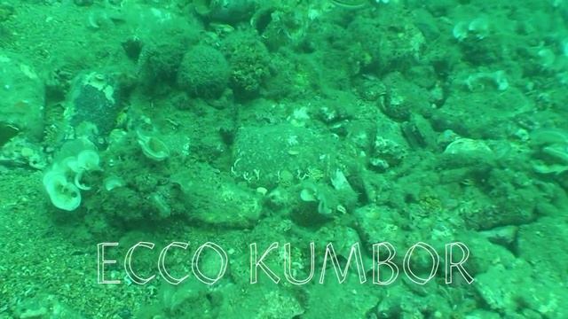 ECCO KUMBOR смотреть онлайн