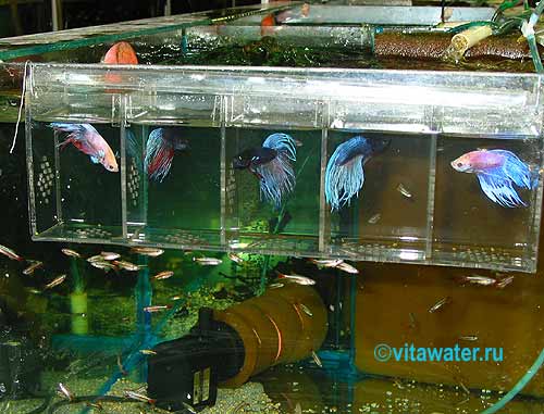 6. Аквариум своими руками. Как правильно сделать аквариум для петушков. Часть 6 смотреть онлайн