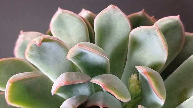 Echeveria ''Pink Edge'' смотреть онлайн