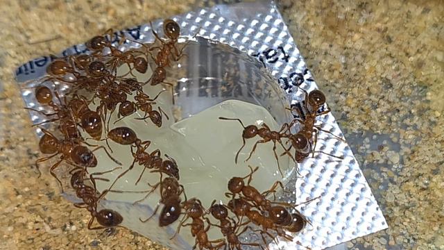 Ant room tour 2021! 47 Ant colonies! Milestone Special! смотреть онлайн