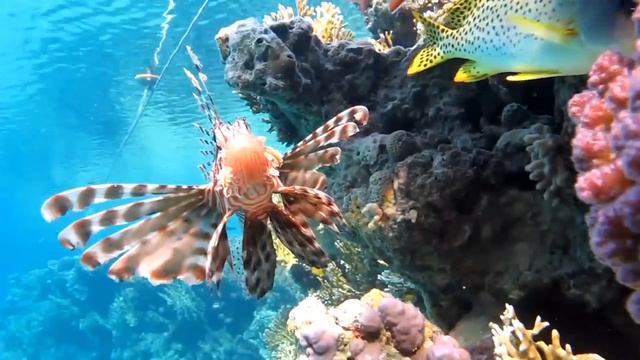 25+ УНИКАЛЬНЫЙ ПОДВОДНЫЙ СЕКС В ИЗРАИЛЕ ! Алла Пу.. и Максим Га... смотреть онлайн