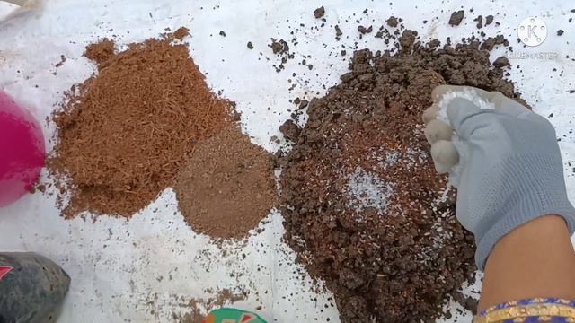 Aglaonema lipstick plant potting || Indoor plant || Beginners || Green Terrace ||Terrace Garden смотреть онлайн