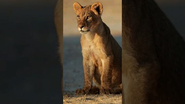 Картинки львов ( музыка дикая львица) смотреть онлайн