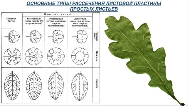 Лекция МОРФОЛОГИЯ ЛИСТА смотреть онлайн