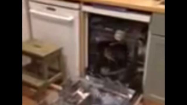A fox gets stuck inside a dishwasher смотреть онлайн