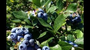 Голубика Чандлер - описание (Лохина)