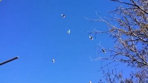 Торцовые голуби Бабочки Крым, Коктебель Часть 1