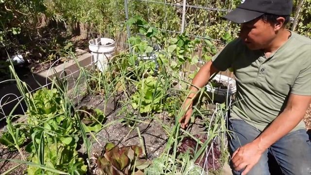 My 4 Essential Techniques to Grow the MOST food in the LEAST Garden Space смотреть онлайн