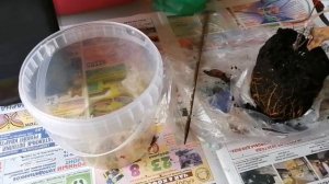 Посадка розы из коробки в горшок. Как сохранить розу и клематис до высадки в грунт.