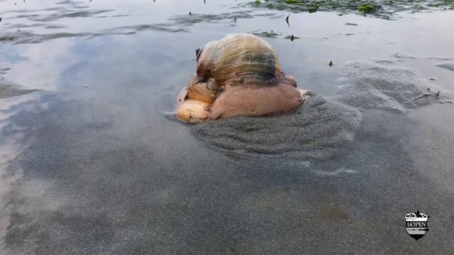 Moon Snail in Puget Sound Seattle and Egg Pod Unusual Sea Creature on Alki Beach Predatory Gastropo смотреть онлайн