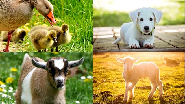 Домашние животные и их детеныши! Ребятам о зверятах Развивающие мультики для детей! смотреть онлайн