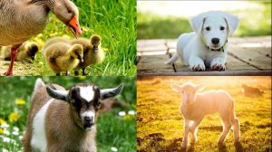 Домашние животные и их детеныши! Ребятам о зверятах  Развивающие мультики для детей!