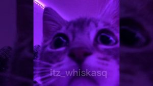 ||🎀💝песни для флешмоба💝🎀||