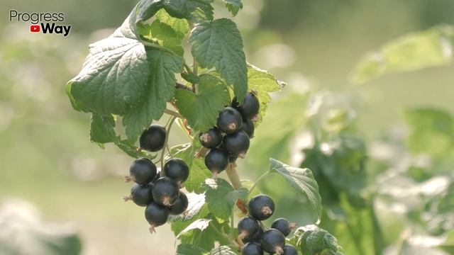 ПОДСЫПЬТЕ ПО 10 СТ. ЛОЖЕК ЭТОГО ПОД СМОРОДИНУ В АВГУСТЕ-СЕНТЯБРЕ! В следующем году завалит ягодой..