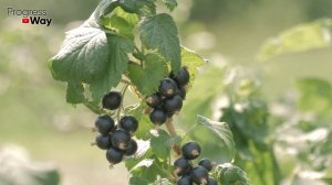 ПОДСЫПЬТЕ ПО 10 СТ. ЛОЖЕК ЭТОГО ПОД СМОРОДИНУ В АВГУСТЕ-СЕНТЯБРЕ! В следующем году завалит ягодой..