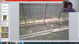 Вебинар. Разговор с Виноградарем. Ольга Худякова.