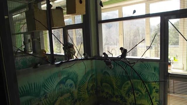 В ЗООПАРКЕ. г.КРАСНОЯРСК."РОЕВ РУЧЕЙ" смотреть онлайн