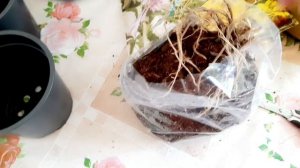 КУПИЛА ХОСТУ, А ВЫСАЖИВАТЬ РАНО. ЧТО ДЕЛАТЬ?