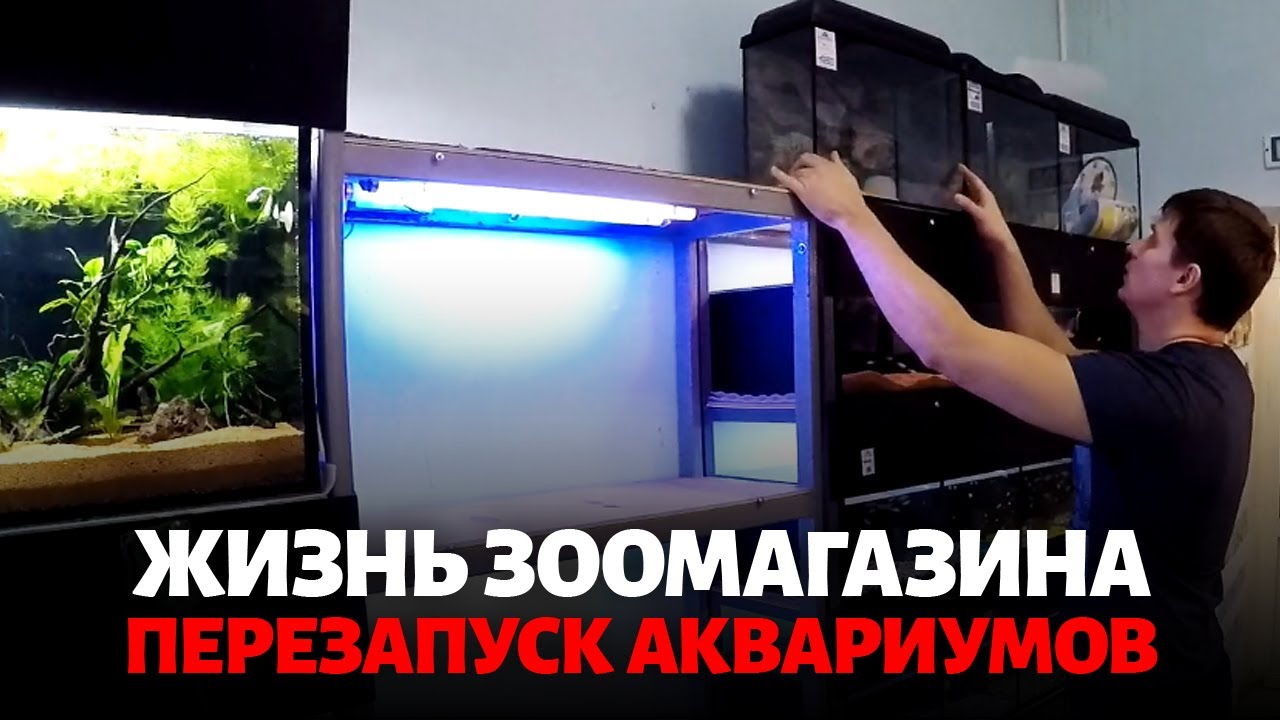 Жизнь зоомагазина. Перезапускаем аквариумы. Готовим место под выставочный аквариум смотреть онлайн