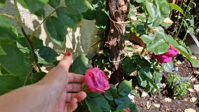 Лучшие редчайшие немецкие ароматные розы в жару #PacificBlue #FurElise #GartenprinzessinMarieJose