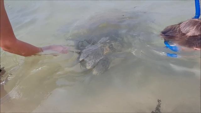 Охота за большими черепахами! Огромные зубы и клюв! Чем все закончилось? смотреть онлайн