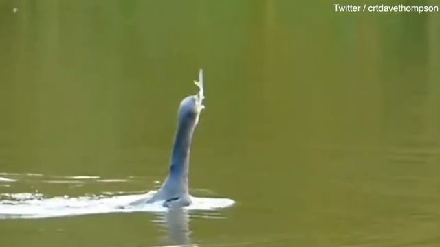 Video: Cormorant catches huge fish and struggles to gulp it down смотреть онлайн