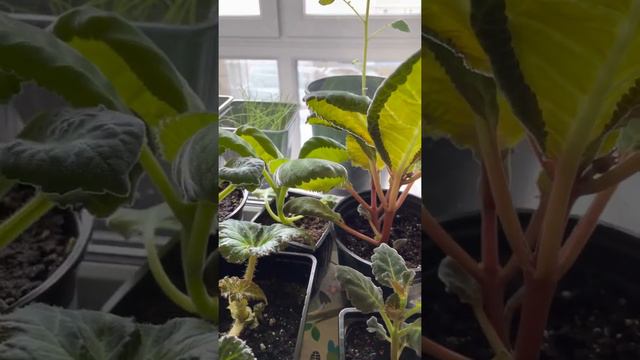 Мои глоксинии 🌺🌺🌺 смотреть онлайн