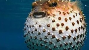 Удивительные соседи. Рыба - шар.