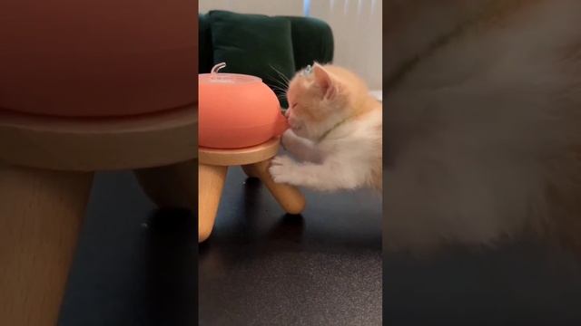 Как кормить котят смотреть онлайн
