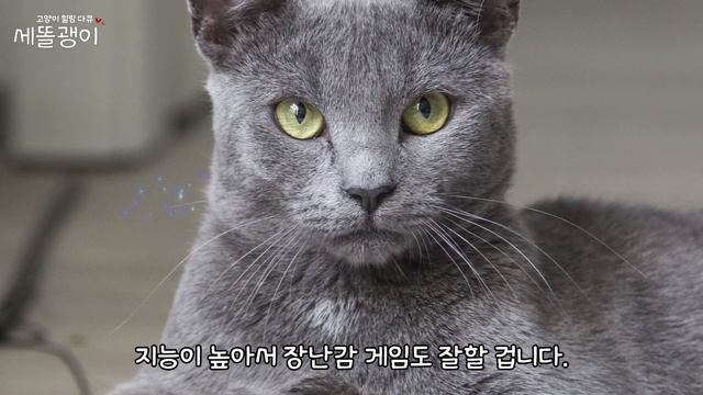 세계에서 가장 똑똑한 고양이 TOP10  | 고양이 랭킹 | 고양이 순위 | Top 10 Cat Breeds In The World | Top10 Cat Breeds