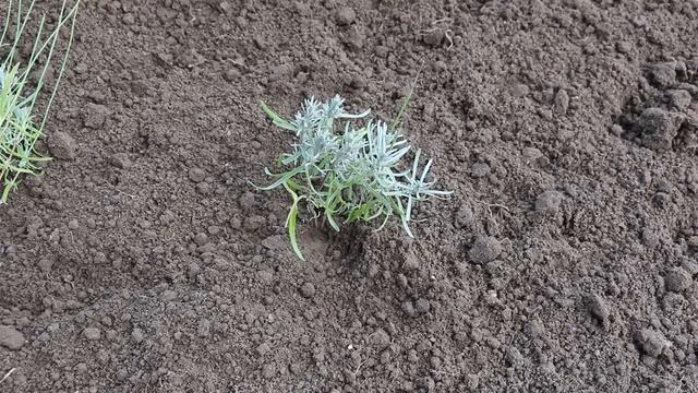 ОСЕННЕЕ ЧЕРЕНКОВАНИЕ ЛАВАНДЫ. САМЫЙ ПРОСТОЙ И ЭФФЕКТИВНЫЙ СПОСОБ. смотреть онлайн